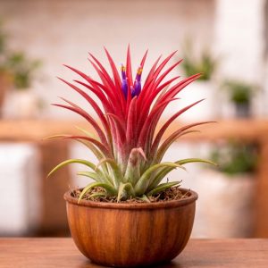 Tillandsia Ionantha 'Fuego'
