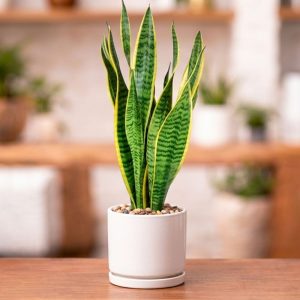 Long snake plant