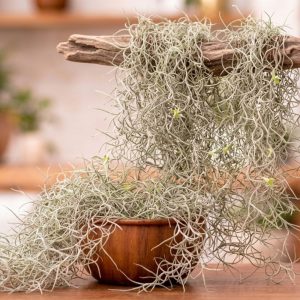 panish Moss