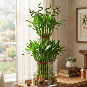 2 Layer Lucky Bamboo