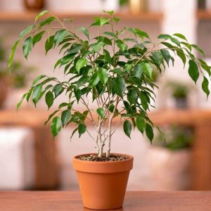 Ficus Benjamina