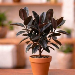 Rubber Plant
