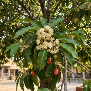 Bakul Plant