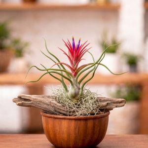 Tillandsia Bulbosa