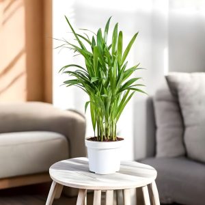 Areca Palm Plant - Indoor Air