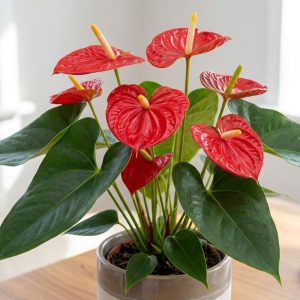 Anthurium