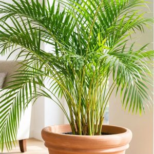 Areca Palm