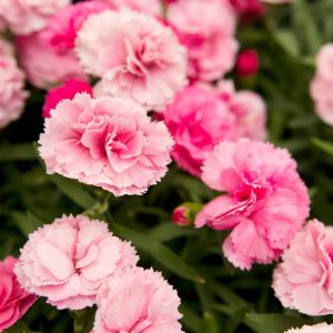 Dianthus