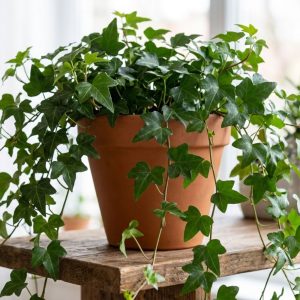 English IVY