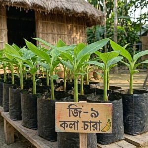 G-9-Banana-Tree