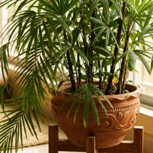 Leady-Palm