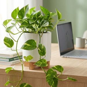Money Plant