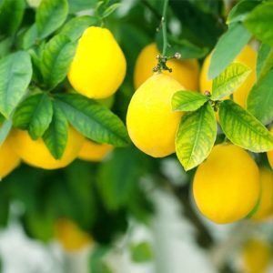 All-Time-Paper-Lemon