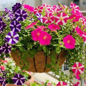 Petunia