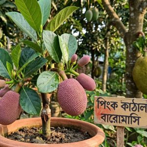 All-Time-Pink-Jackfruit