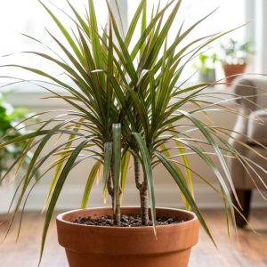 Red Edged Dracaena