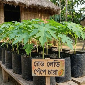 Red-Leady-Papaya