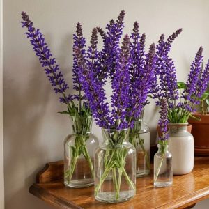 Salvia
