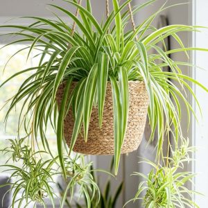 Spider Plant