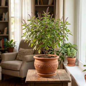 Tulsi-Holy-Basil