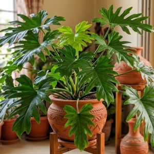 Philodendron