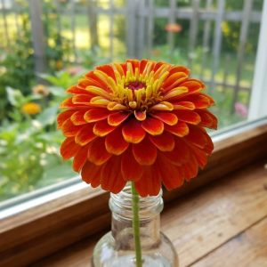 Zinia