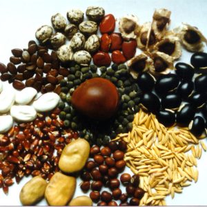 New Seeds Overseas