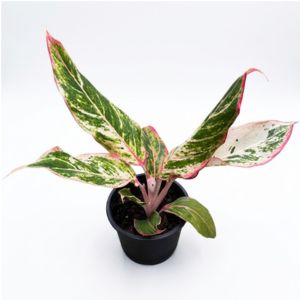 Aglaonema