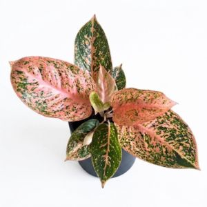 Aglaonema_Orange