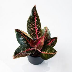 Aglaonema_Sumatra