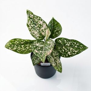 Aglaonema_Tom