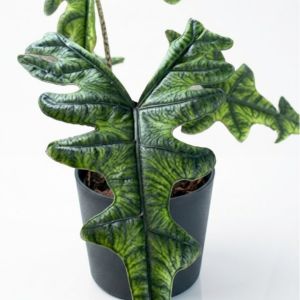 Alocasia_Jacklyn