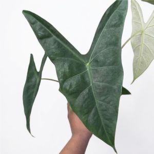 Alocasia_longiloba