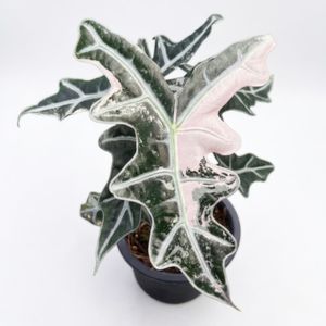 Alocasia_nobilis