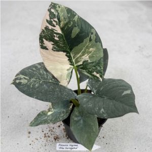 Alocasia_reginae