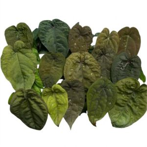 Anthurium_Dressleri