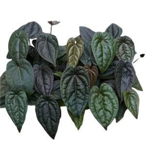 Anthurium_Luxurians