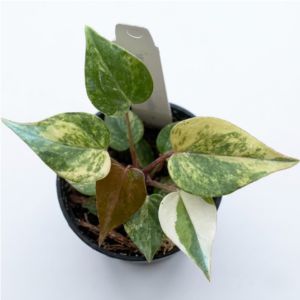 Anthurium_andreanum