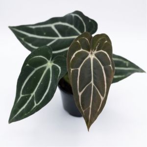 Anthurium_carlablackiae