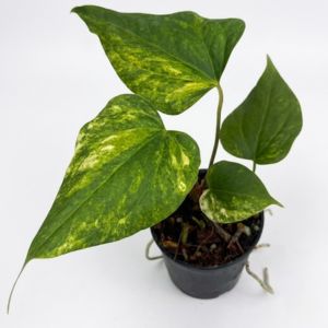 Anthurium_prodactyl