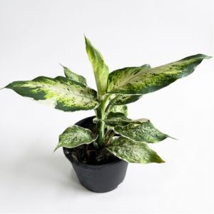 Dieffenbachia_variegated
